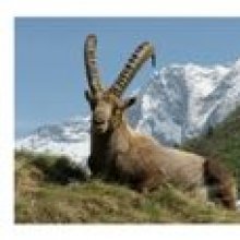 Postkort Ibex Capra i Vanoise
